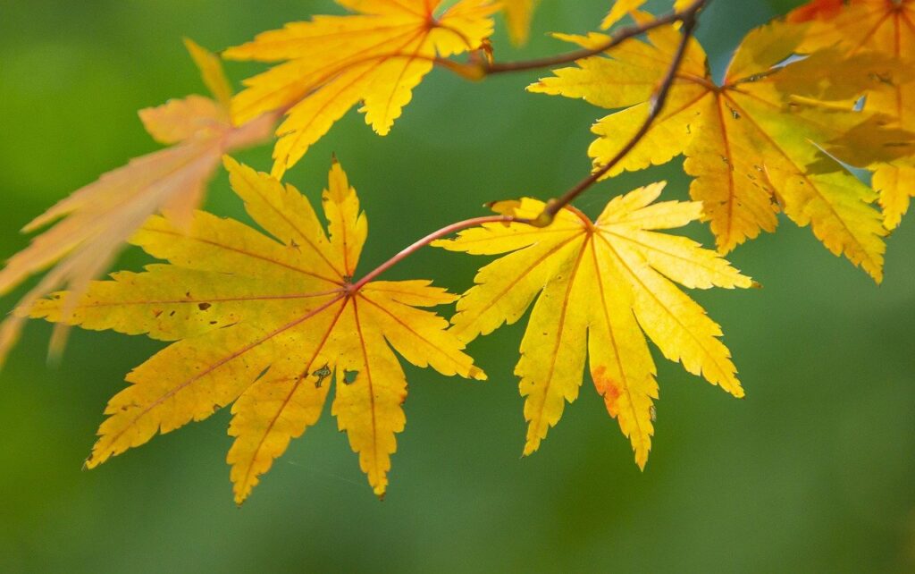 maple leaves, autumn, leaves-7411654.jpg